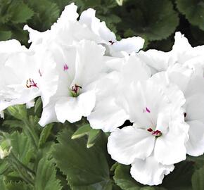 Muškát, pelargonie velkokvětá 'Aristo Snow' - Pelargonium grandiflorum 'Aristo Snow'