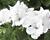 Muškát, pelargonie velkokvětá 'Aristo Snow'