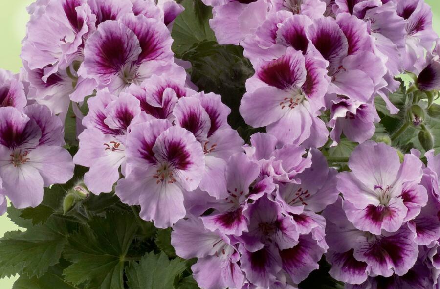 Muškát, pelargonie velkokvětá 'Aristo Orchid' - Pelargonium grandiflorum 'Aristo Orchid'