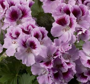 Muškát, pelargonie velkokvětá 'Aristo Orchid' - Pelargonium grandiflorum 'Aristo Orchid'