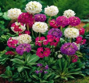 Prvosenka zoubkatá mix - Primula denticulata mix