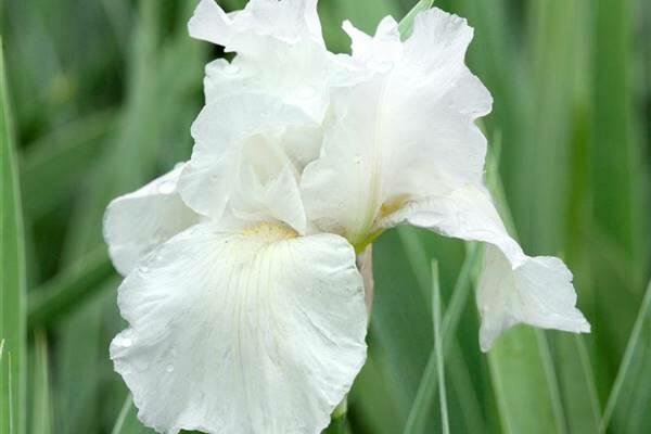 Kosatec 'Lilly White' - Iris barbata-nana 'Lilly White'