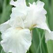 Kosatec 'Lilly White' - Iris barbata-nana 'Lilly White'