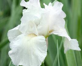 Kosatec 'Lilly White'