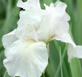 Kosatec 'Lilly White' - Iris barbata-nana 'Lilly White'