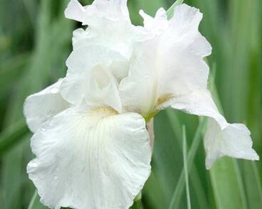 Kosatec 'Lilly White'