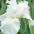 kosatec-lilly-white.jpg