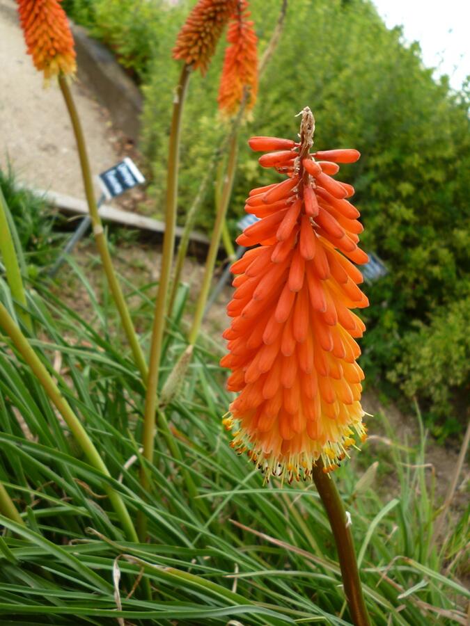 Kleopatřina jehla - Kniphofia triangularis