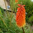 Kleopatřina jehla - Kniphofia triangularis