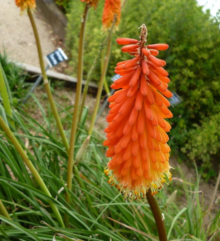 Kleopatřina jehla - Kniphofia triangularis