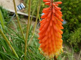 Kleopatřina jehla - Kniphofia triangularis