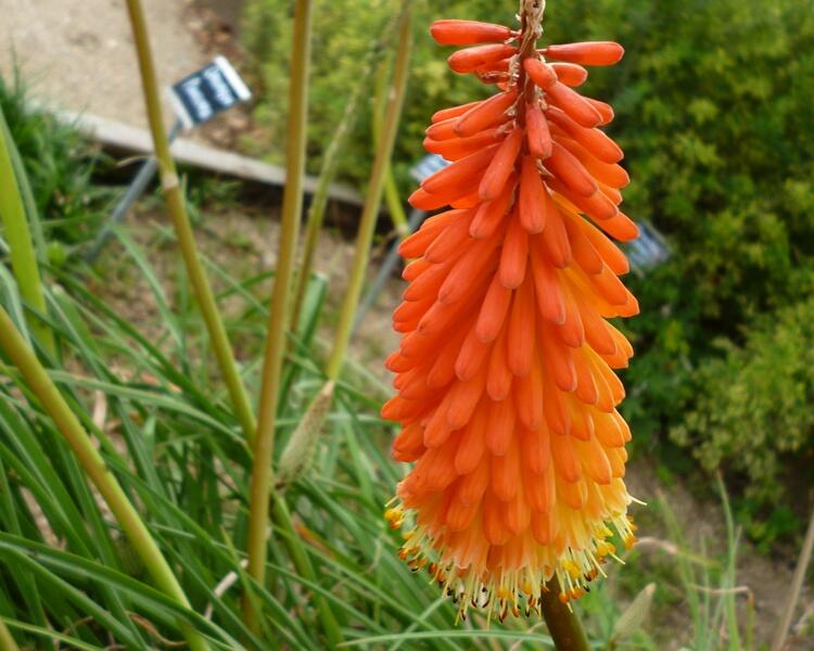 Kleopatřina jehla - Kniphofia triangularis