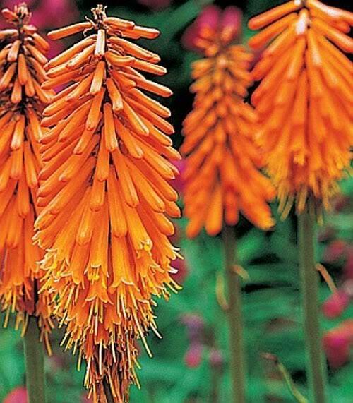 Kleopatřina jehla - Kniphofia triangularis