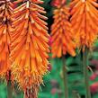 Kleopatřina jehla - Kniphofia triangularis