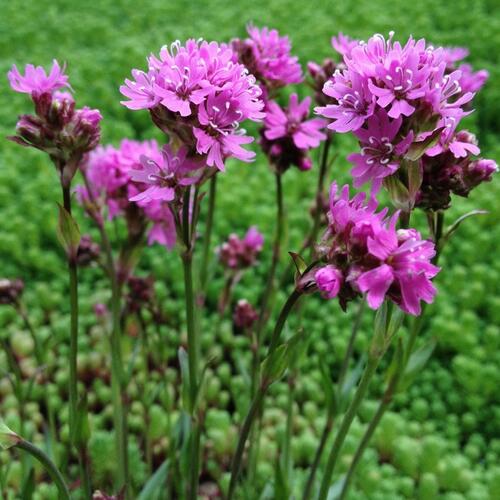 Kohoutek alpský - Lychnis alpina