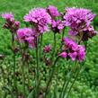 Kohoutek alpský - Lychnis alpina