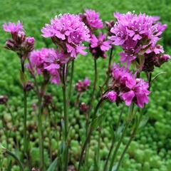 Kohoutek alpský - Lychnis alpina