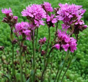 Kohoutek alpský - Lychnis alpina