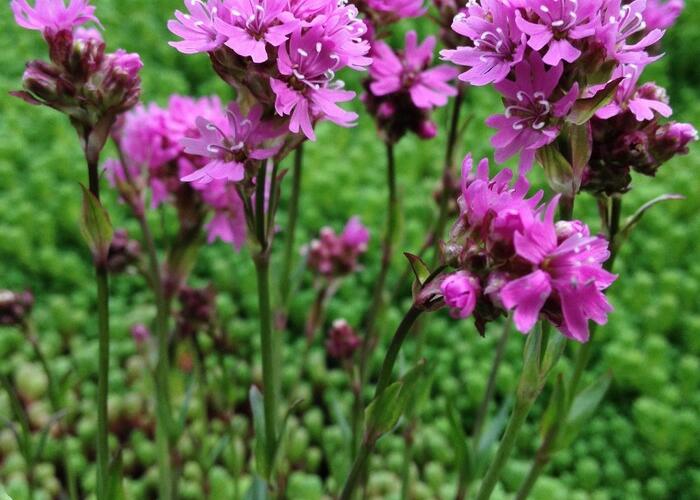 Kohoutek alpský - Lychnis alpina