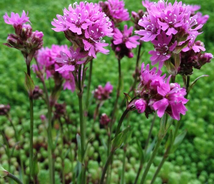 Kohoutek alpský - Lychnis alpina