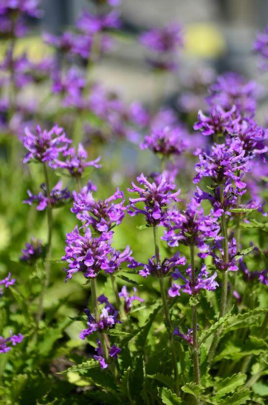 Čistec 'Zwerg' - Stachys monnieri 'Zwerg'