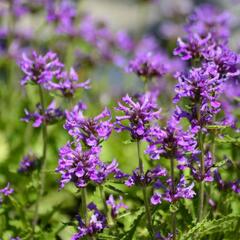 Čistec 'Zwerg' - Stachys monnieri 'Zwerg'