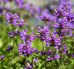 Čistec 'Zwerg' - Stachys monnieri 'Zwerg'