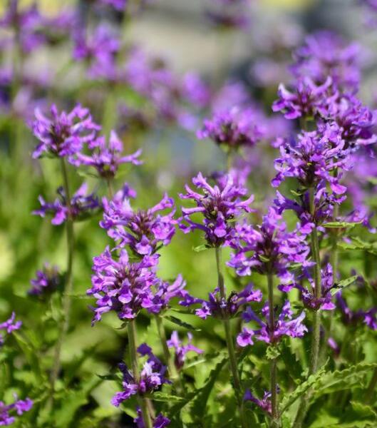 Čistec 'Zwerg' - Stachys monnieri 'Zwerg'