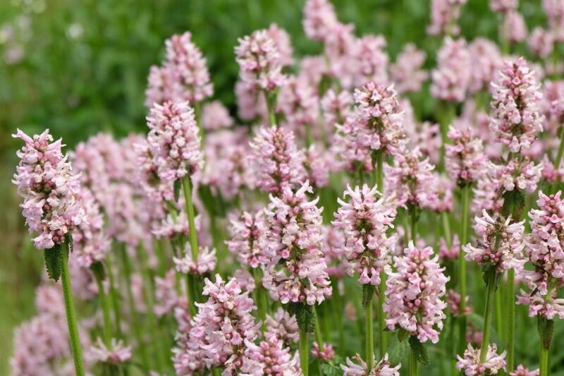 Čistec 'Rosea' - Stachys monnieri 'Rosea'