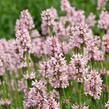 Čistec 'Rosea' - Stachys monnieri 'Rosea'