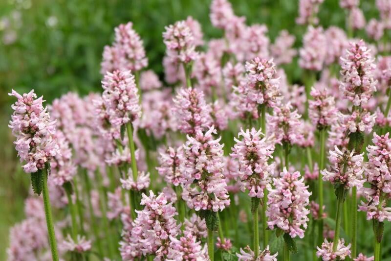 Čistec 'Rosea' - Stachys monnieri 'Rosea'