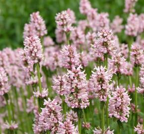 Čistec 'Rosea' - Stachys monnieri 'Rosea'