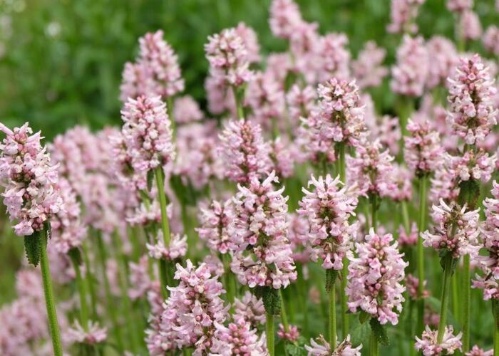 Čistec 'Rosea' - Stachys monnieri 'Rosea'