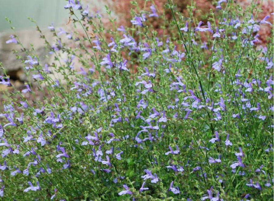 Šalvěj 'African Skies' - Salvia uliginosa 'African Skies'