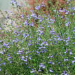 Šalvěj 'African Skies' - Salvia uliginosa 'African Skies'