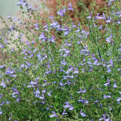 Šalvěj 'African Skies' - Salvia uliginosa 'African Skies'