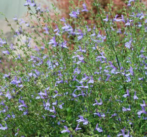 Šalvěj bažinná 'African Skies'