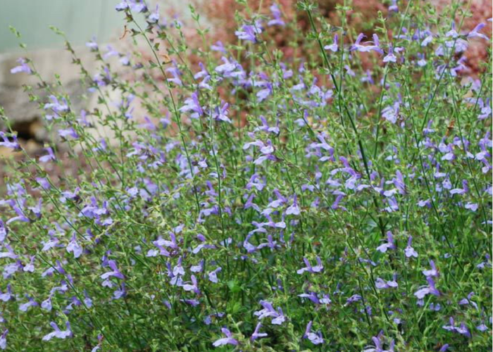 Šalvěj 'African Skies' - Salvia uliginosa 'African Skies'