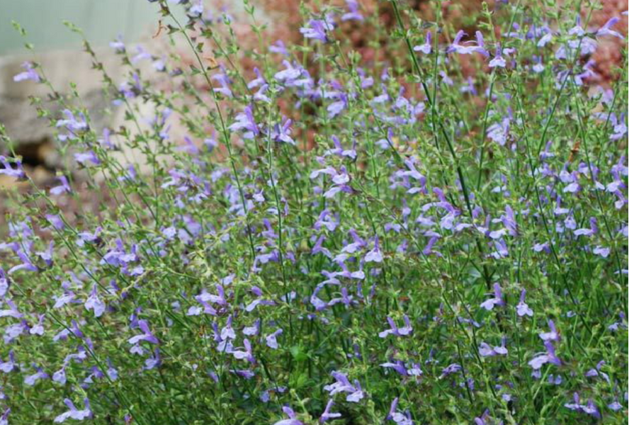 Šalvěj bažinná 'African Skies' - Salvia uliginosa 'African Skies'