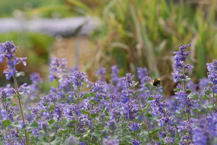 Šanta hroznovitá 'Superba' - Nepeta racemosa 'Superba'