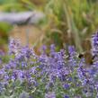 Šanta hroznovitá 'Superba' - Nepeta racemosa 'Superba'