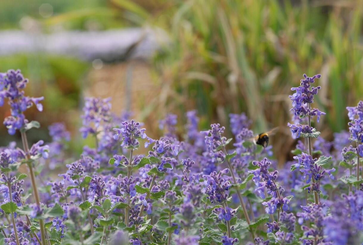 Šanta hroznovitá 'Superba' - Nepeta racemosa 'Superba'