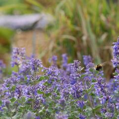 Šanta hroznovitá 'Superba' - Nepeta racemosa 'Superba'