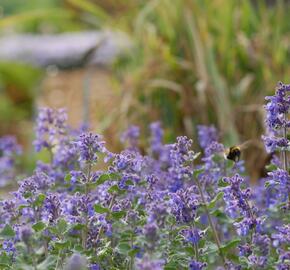 Šanta hroznovitá 'Superba' - Nepeta racemosa 'Superba'