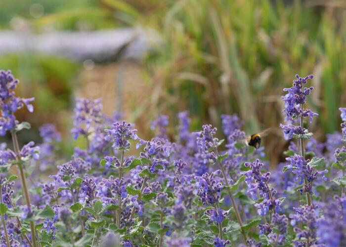 Šanta hroznovitá 'Superba' - Nepeta racemosa 'Superba'