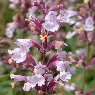 Šanta velkokvětá 'Dawn to Dusk' - Nepeta grandiflora 'Dawn to Dusk'