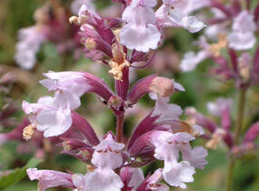 Šanta velkokvětá 'Dawn to Dusk' - Nepeta grandiflora 'Dawn to Dusk'