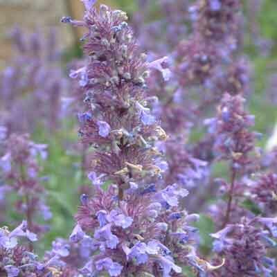 Šanta 'Bramdean' - Nepeta grandiflora 'Bramdean'