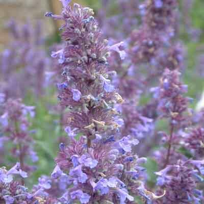 Šanta velkokvětá 'Bramdean' - Nepeta grandiflora 'Bramdean'