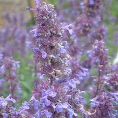 Šanta velkokvětá 'Bramdean' - Nepeta grandiflora 'Bramdean'